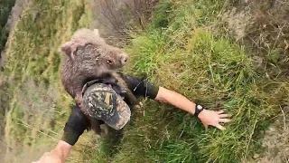 Pig hunting NZ , 87lb boar