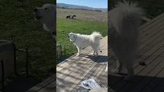 Great Pyrenees in action