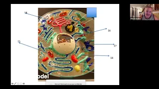 Anatomy 1 Practice Lab quiz for Lab exam 1