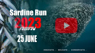 Sardine Run 2023 | update | 25 June | ASFN Sardine Run