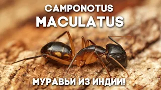 МОИ МУРАВЬИ ИЗ ИНДИИ РАСТУТ! Camponotus maculatus - как поживает колония в большой муравьиной ферме?