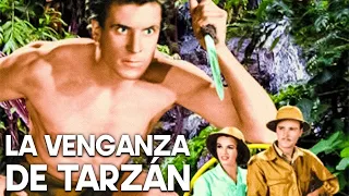 La venganza de Tarzán | Película clásica en español | Cine de aventuras