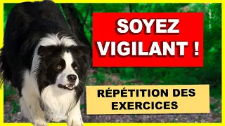 La répétition des exercices - La clé pour une éducation canine réussie