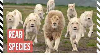 White Lion Documentary HD 720P [New]