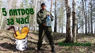 Как собрать берёзовый сок быстро и безопасно. Игорь Лесник