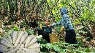 Harvest bamboo shoots, hard-boiled go to the market sell - make dried bamboo shoots | Tran Thi Huong