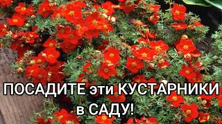 ТОП 6 САМЫХ НЕПРИХОТЛИВЫХ КУСТАРНИКОВ, которые украсят ваш сад!