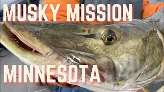 MUSKIE MISSION IN MINNESOTA - TOPWATER CRAZY MUSKY FISHING