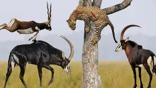 Leopard Hunting Antelope -who will win | wild animals fighting to death videos