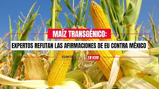 En Vivo | Maíz transgénico: expertos refutan las afirmaciones de EU contra México