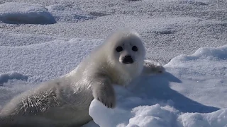 あざらしの赤ちゃん5【ころころ】☆harp seal baby