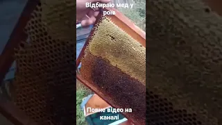 мед з роїв