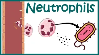 Neutrophil and its role in immunity |Neutrophil in antibacterial immunity| Functions of neutrophils?