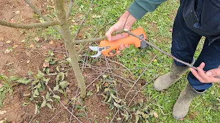 How to prune an apple in a simple way? You can do this yourself!