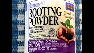 Powder rooting hormones, how much to use?   African violets (traduction française incluse)