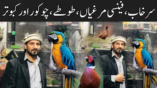 Reeves's pheasant,Teetar,Chokor,Fancy Hens pigeons prices| College Road Birds Market | Birds Market