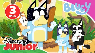 🐍 Bluey - Clip: Der Bach | Disney Junior