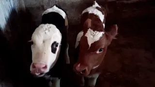 У нас пополнение 🐄как прошли отёлы у белки и марты)