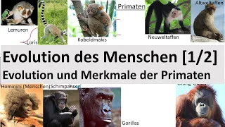 Evolution des Menschen [1/2] - Evolution + Merkmale der Primaten (Biologie, Oberstufe)