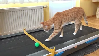 Cat's Reaction to Treadmill !!