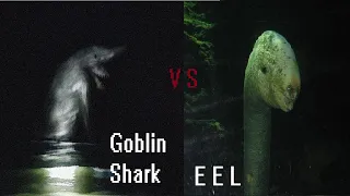 Goblin Shark VS E E L