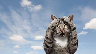 Смешные коты 15 (Funny Cats Compilation)