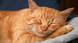 Bakit natutulog ang pusa malapit sayo? 5 reasons