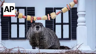 Georgia groundhog General Beauregard Lee predicts early spring