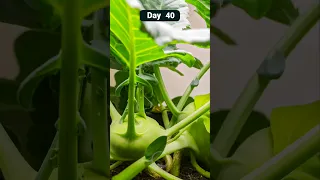 From Seed to Crunch: 50-Day Kohlrabi Growth Time-Lapse