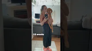 Vizsla growth from puppy to full grown 🐶🧡 #vizsla #puppy #shorts