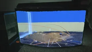 Giant prawn shrimps. The coolest aquarium pets.