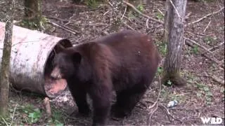 Outdoor Edge Love of the Hunt  - Alberta Spring Black Bear