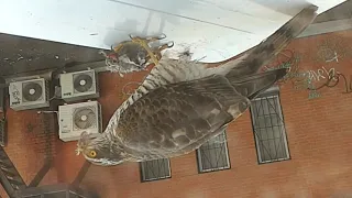 Самка перепелятника ест голубя