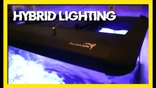 Hybrid Reef Tank Lighting and Pro level testing!