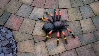 Robo Alive spider toy