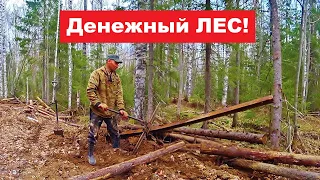 Денежный лес! Металлолом у избушки. Копать, не перекопать!