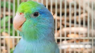 Forpus Bird Sounds 1 Hour / forpus parrot bird talking sounds can be friends with your birds