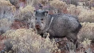 Javelinas Foraging Along The Trail