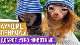 ЛУЧШИЕ ПРИКОЛЫ || Доброе утро животные