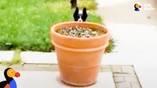 Dog Hides Behind Flower Pot to Stay Outside Longer | The Dodo