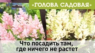 Голова садовая - Что посадить там, где ничего не растет