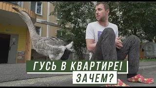 Зачем парень в квартире выращивает гуся?