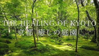 癒しの京都 日本庭園 | The Healing of Kyoto Japanese Garden