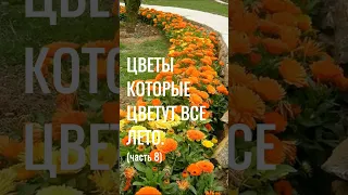 Ч8. КРАСИВЫЕ ЦВЕТЫ которые цветут ВСЕ ЛЕТО. Многолетние САДОВЫЕ ЦВЕТЫ #красивые #цветы #сад