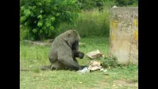 Baboon eating