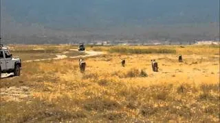 Ngorongoro Crater - A pride of lions attack buffalo - Part 1 (Zebras)