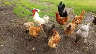 Beautiful Chickens-Eggs Galore