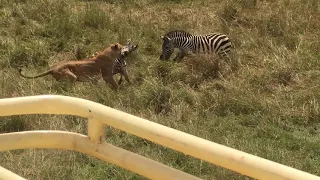 Zebra saves baby from Lion - Brutal Kick