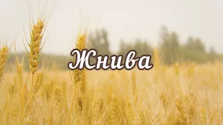 ГОСПОДНІ ЖНИВА / Вірш на свято подяки / Вірш про жнива / Вікторія Шупортяка