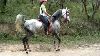 Cavalo Arabe Serial Killer muito bravo com as éguas  Arabian Horse